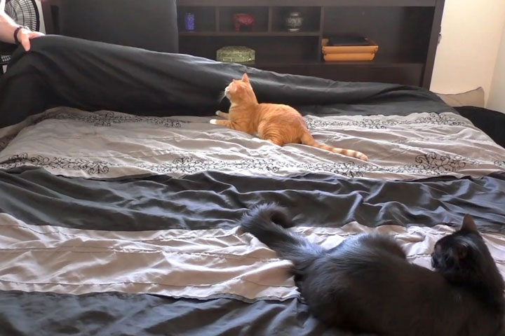 Making a Bed With Cats Around