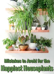 Mistakes to Avoid for the Happiest Houseplants