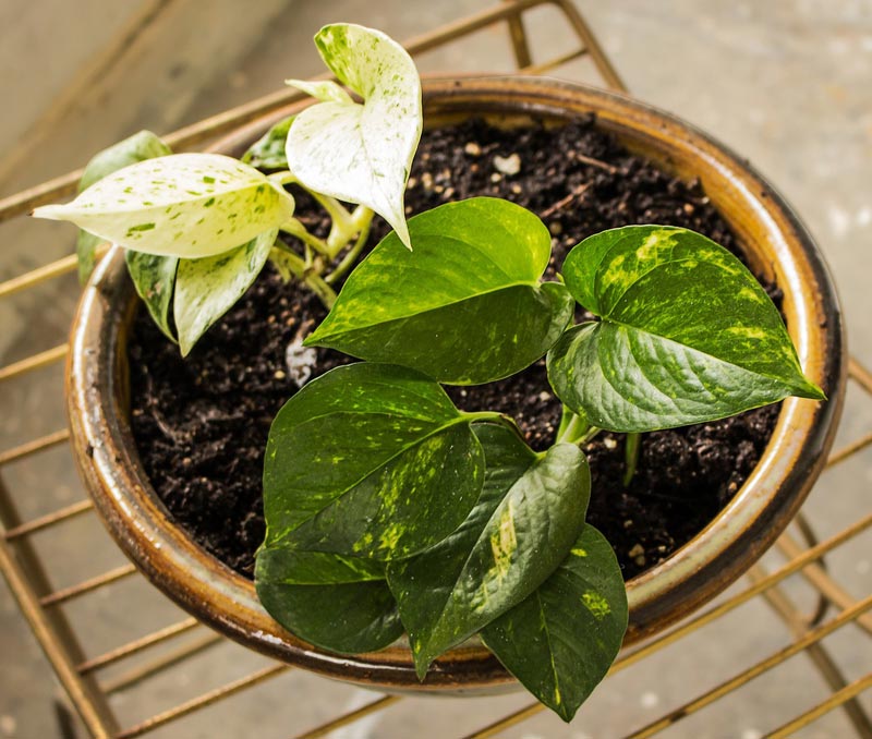 Mistakes to Avoid for the Happiest Houseplants