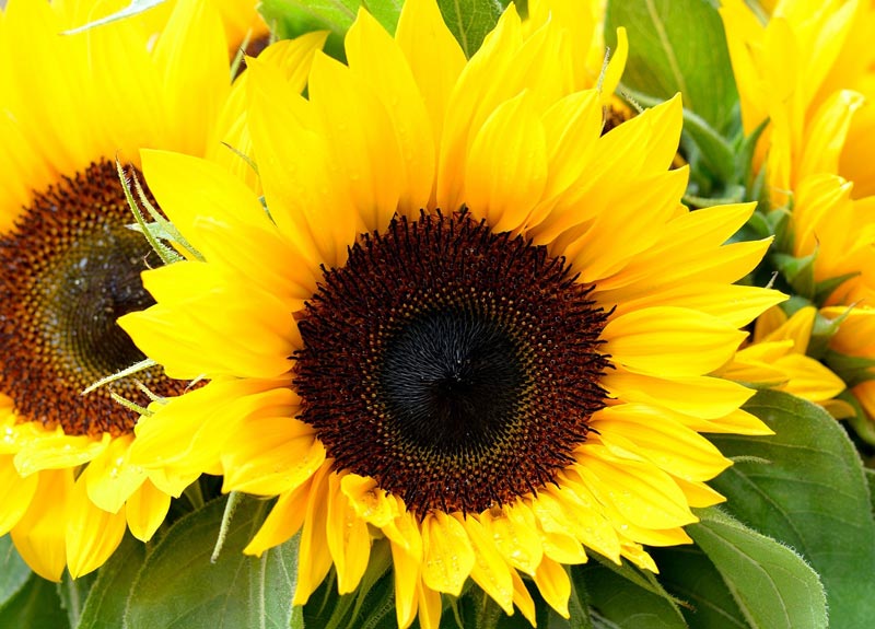 Planting Flowers in May