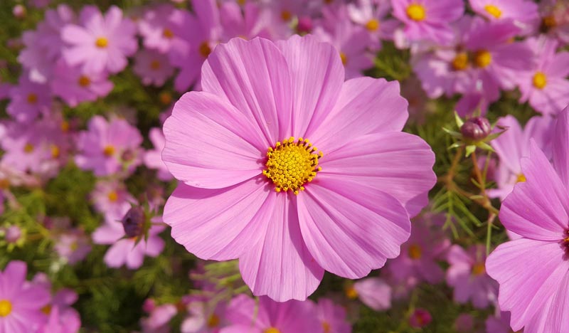 Planting Flowers in May