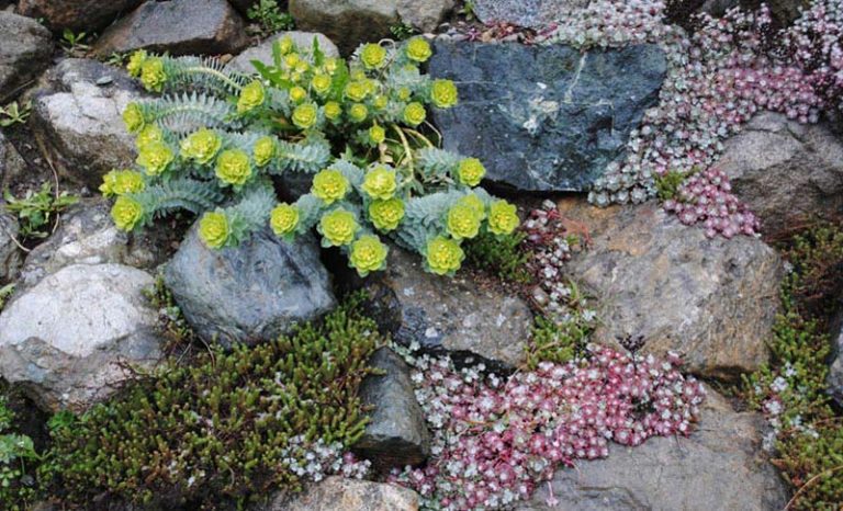Quiet Corner:Planting the Rock Garden - Quiet Corner
