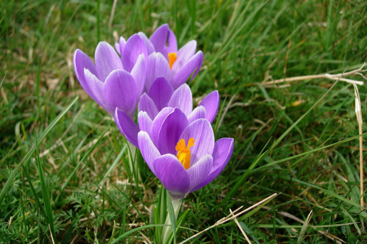 Crocus: Planting and Care