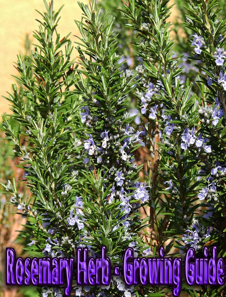 Rosemary Herb - Growing Guide