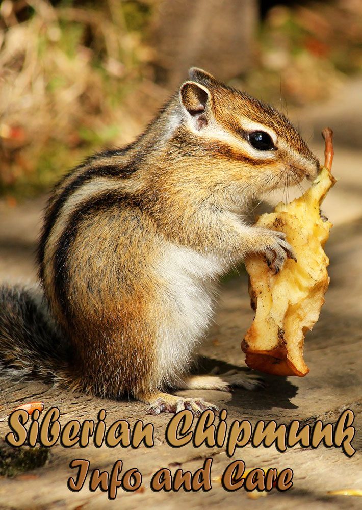 Siberian Chipmunk – Info and Care