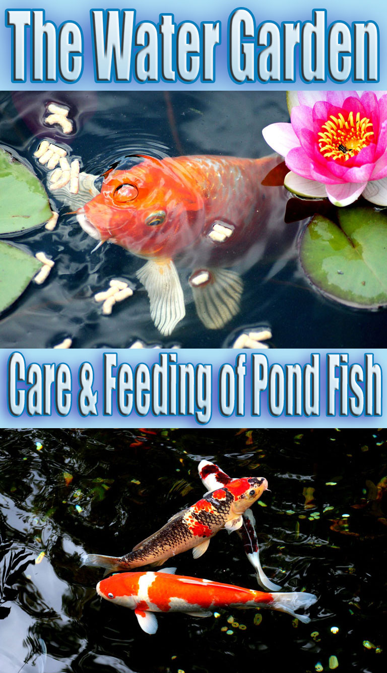 The Water Garden – Care & Feeding of Pond Fish