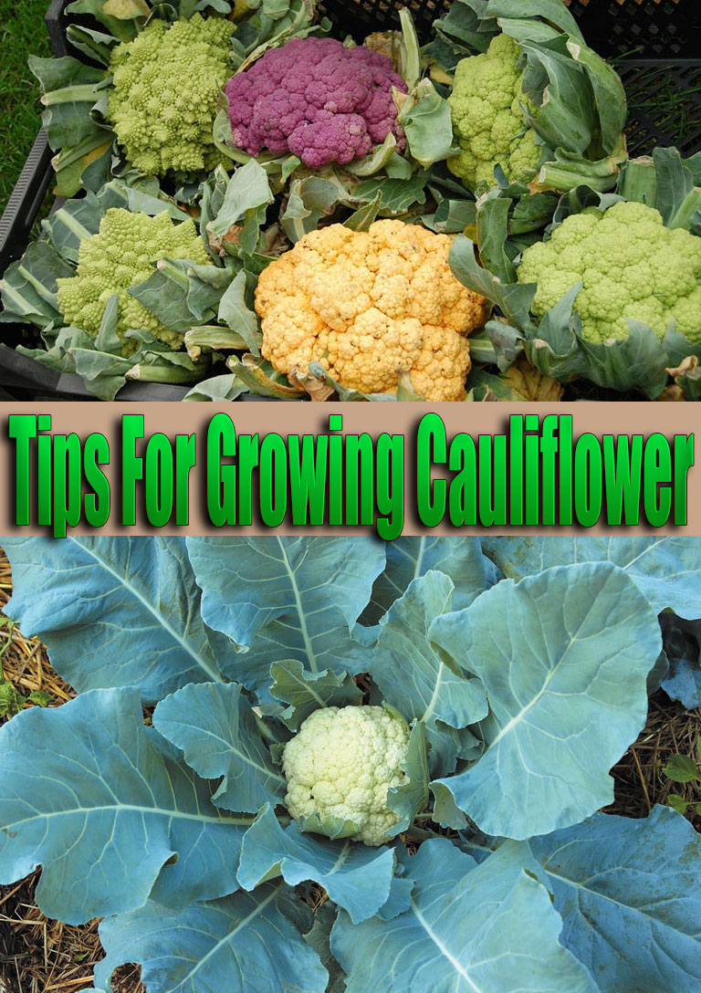 Tips For Growing Cauliflower