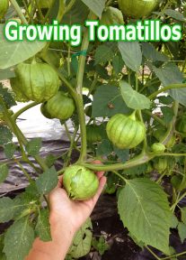 Tomatillos - Growing Guide