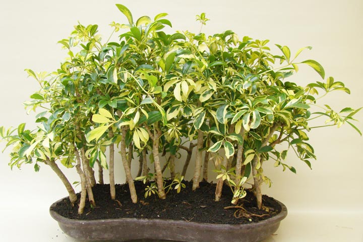 Umbrella Plant (Schefflera Arboricola)