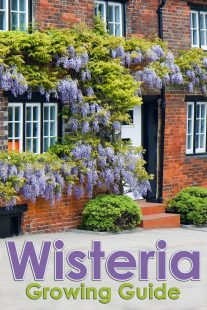 Wisteria Growing Guide