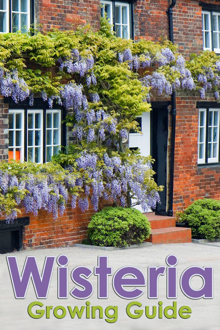 High Climbers – Wisteria Growing Guide