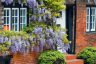 Wisteria Growing Guide