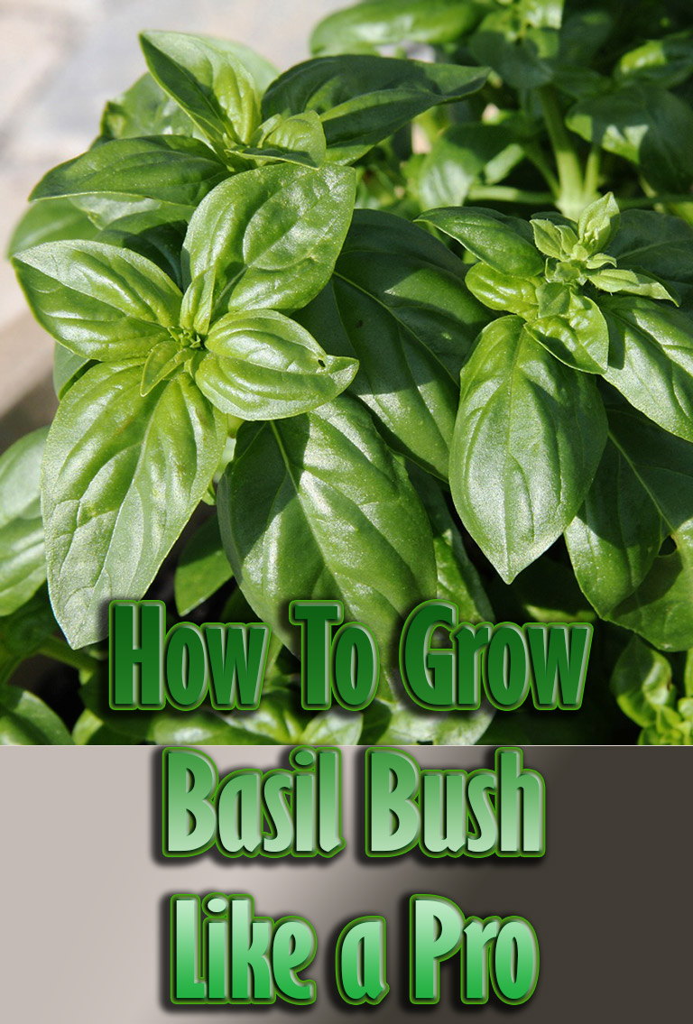 How To Grow Basil Bush Like a Pro
