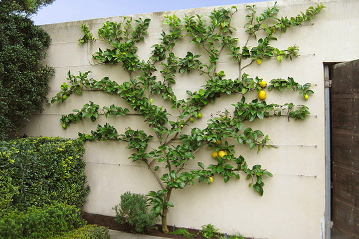 Spice Your Backyard – Espalier