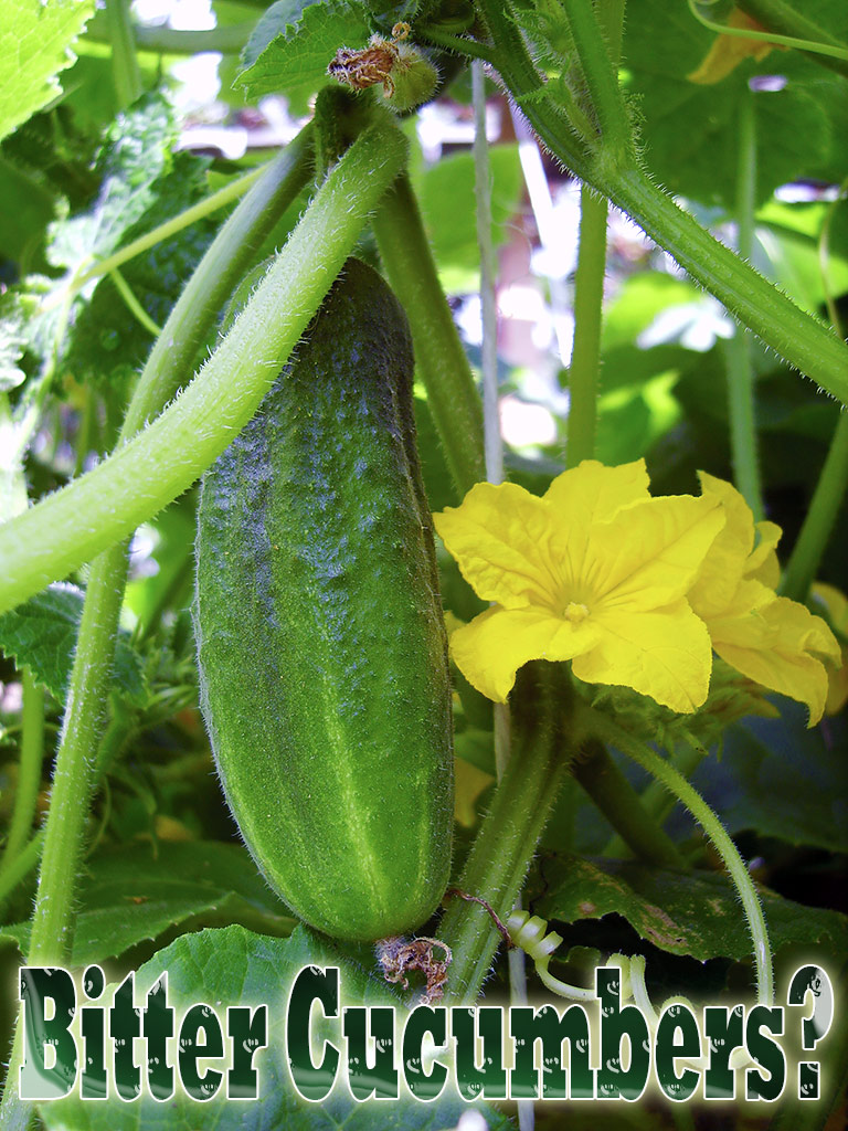 Bitter Cucumbers - What to Do?