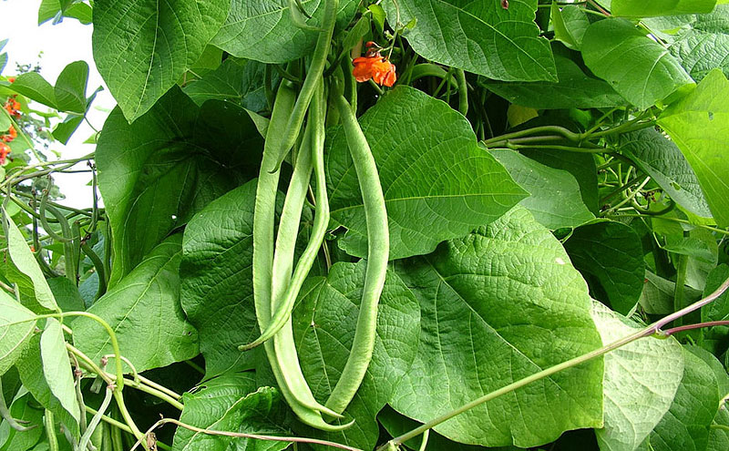 Beans - Growing Guide