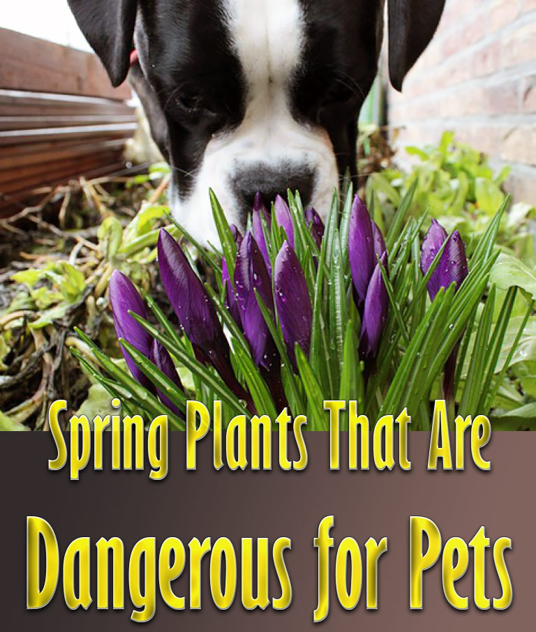 Spring Plants That Are Dangerous for Pets