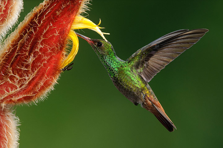 Attracting Hummingbirds to Your Garden