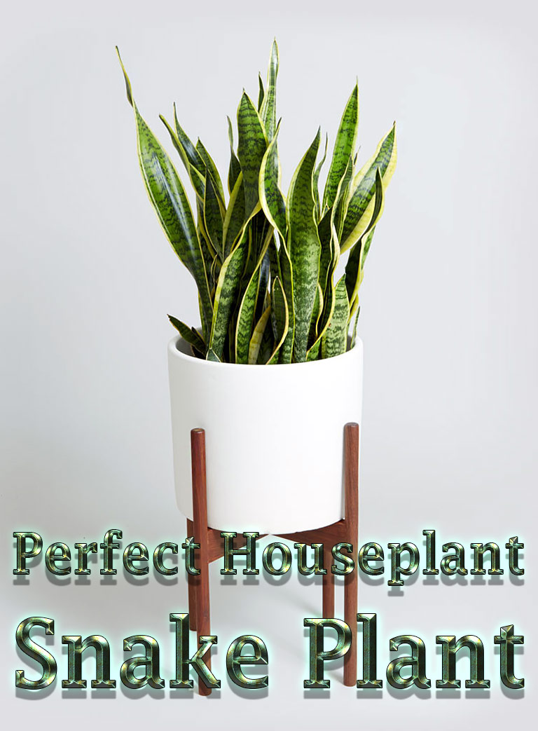 Snake Plant - Perfect Houseplant