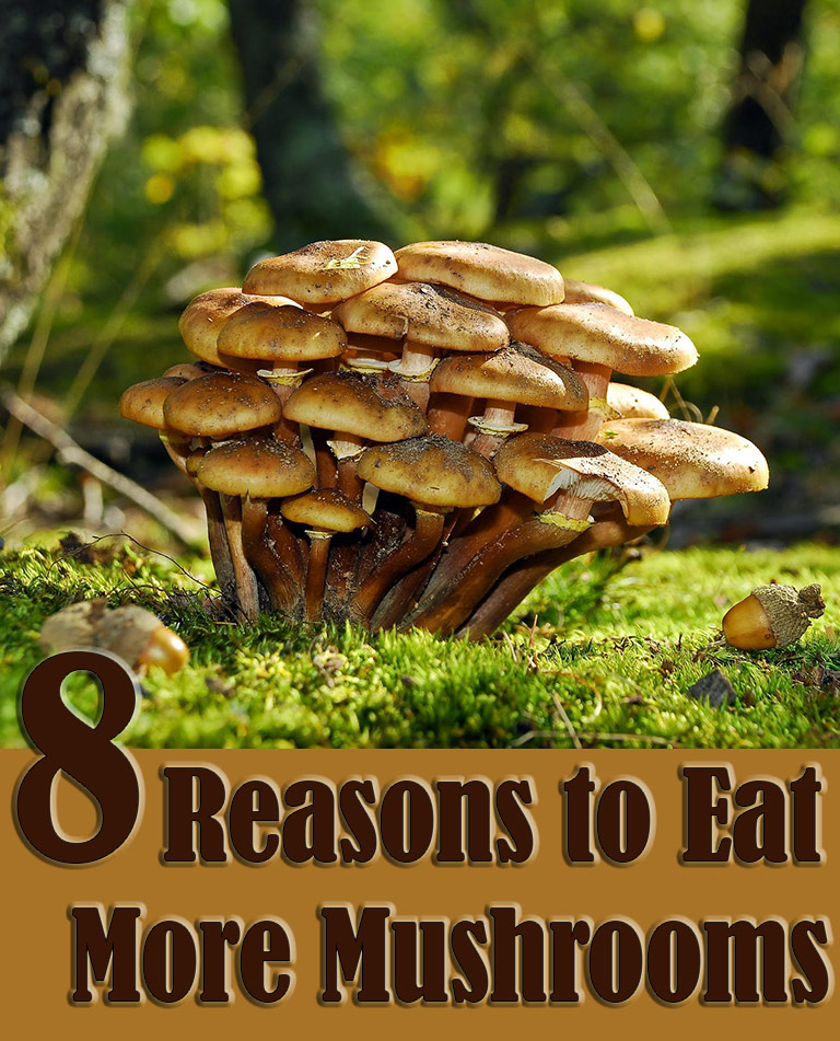 8 Reasons to Eat More Mushrooms