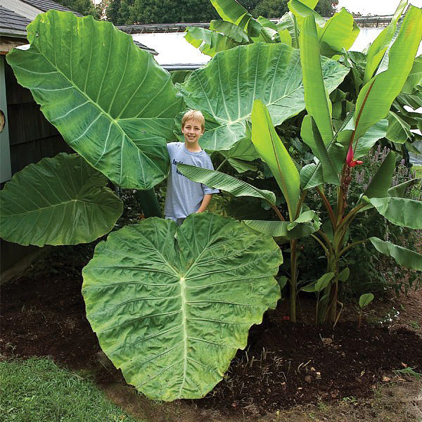 Quiet Corner:About Elephant Ear Plants - Quiet Corner