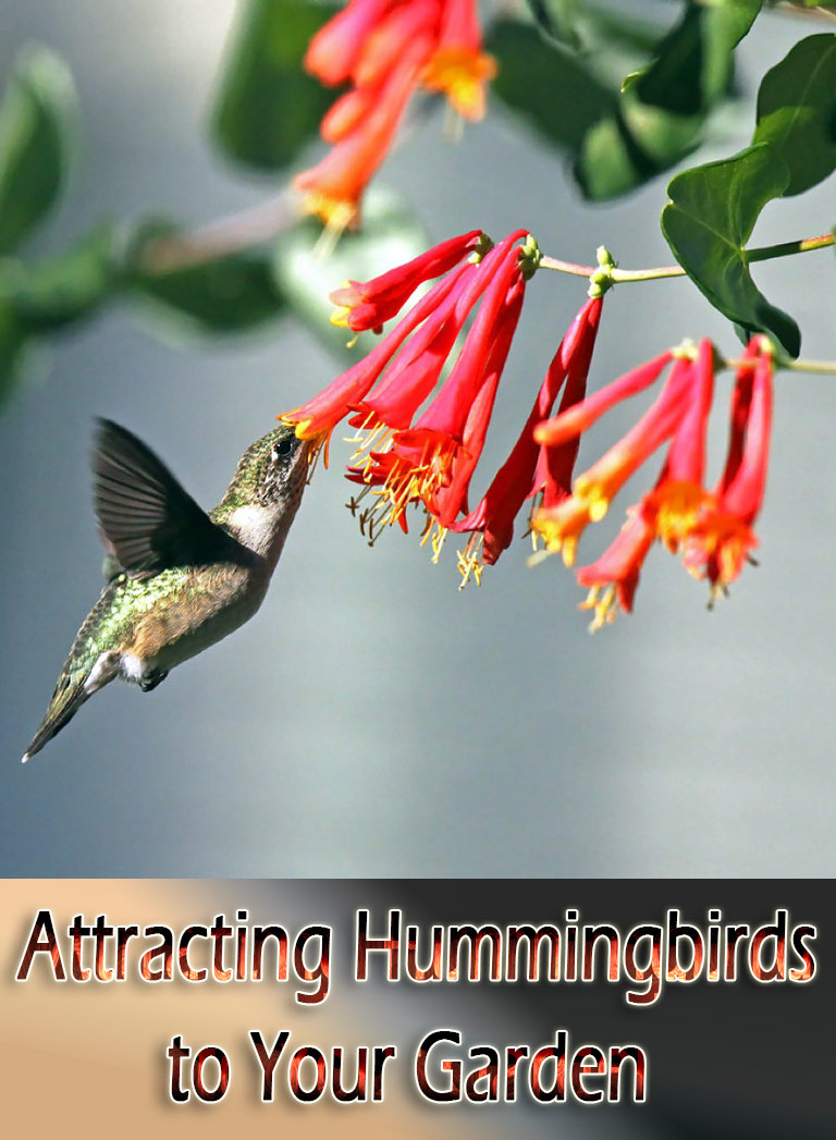 Attracting Hummingbirds to Your Garden