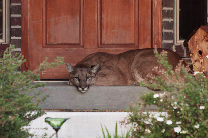 Mountain Lion Found Napping on Front Porch