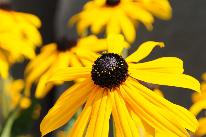 Black-eyed Susans - Growing Guide