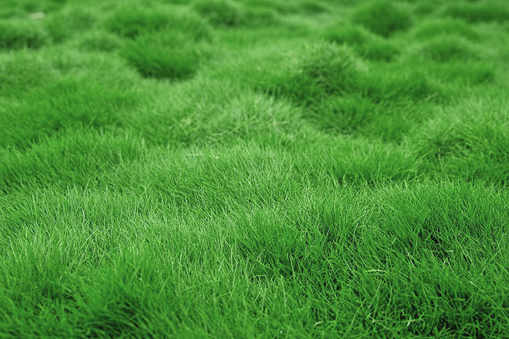 Topdressing - Level Out Your Lawn