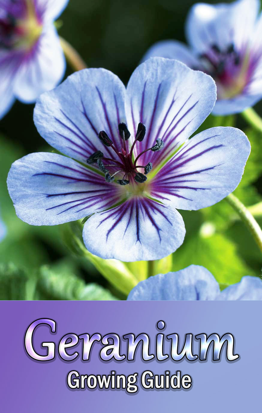 Geranium - Growing Guide