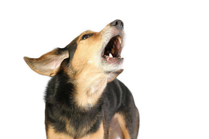 Dogs - How to Stop Excessive Barking