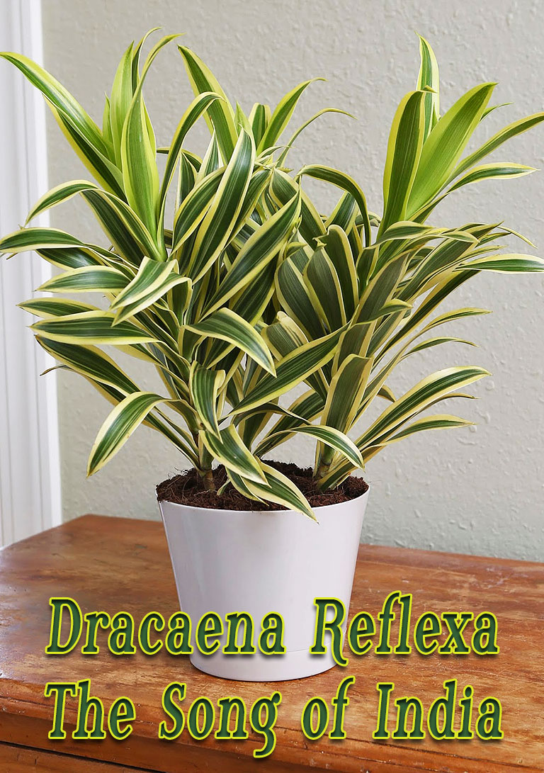 Dracaena Reflexa - The Song of India