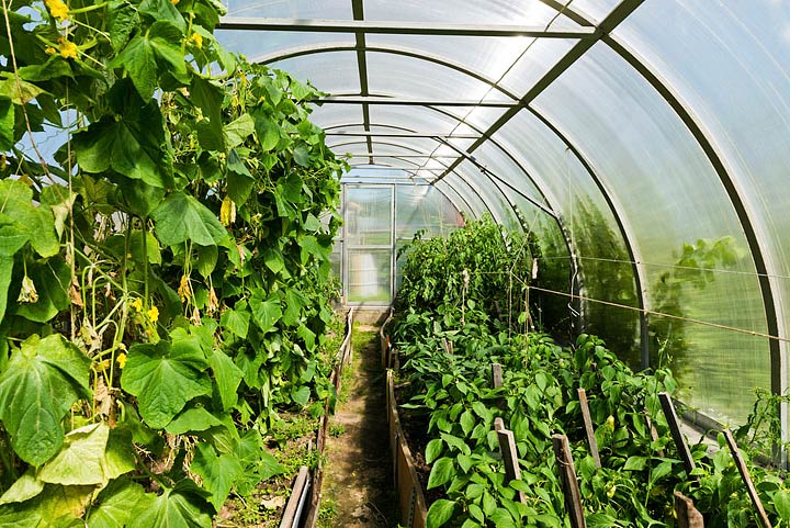 Greenhouse Gardening Benefits