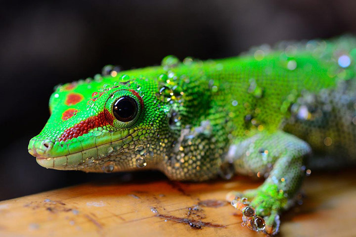 Geckos as Pets - Colorful Reptiles