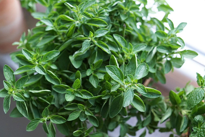 Oregano – Growing Guide