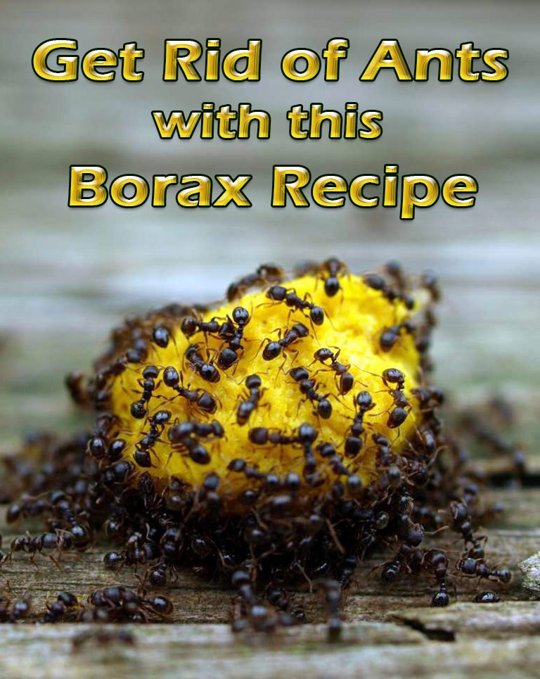Get Rid of Ants with this Borax Recipe