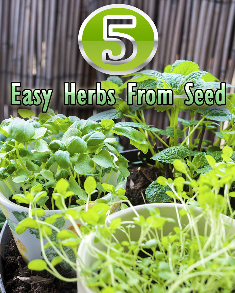 5 Easy Herbs From Seed