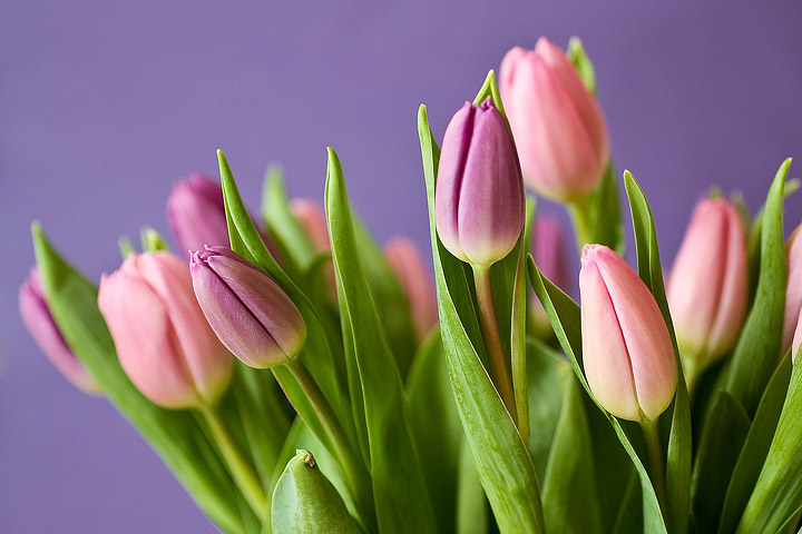 Tulips - Growing Guide