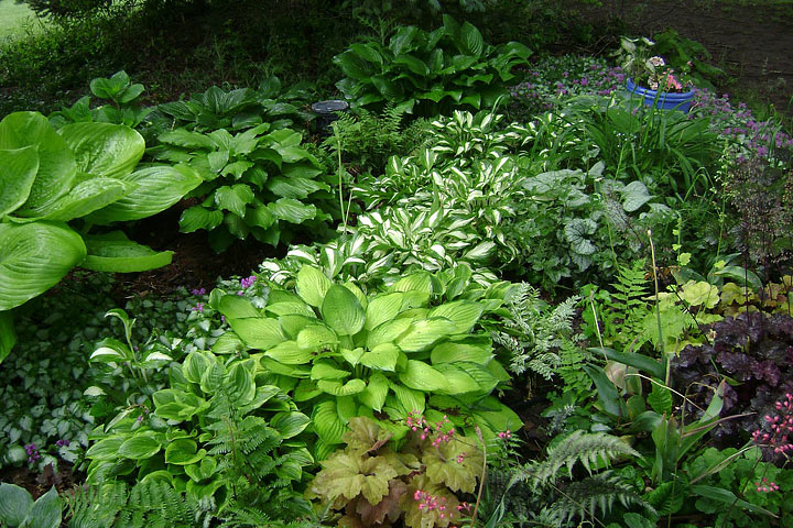 Plants That Add Structure to Shady Garden Beds