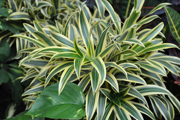 Dracaena Reflexa - The Song of India