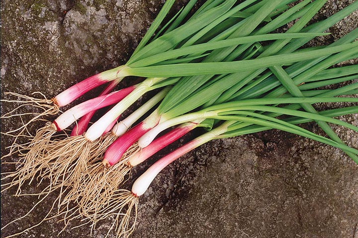 How To Grow Scallions