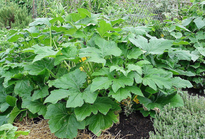 Squash - Growing Guide