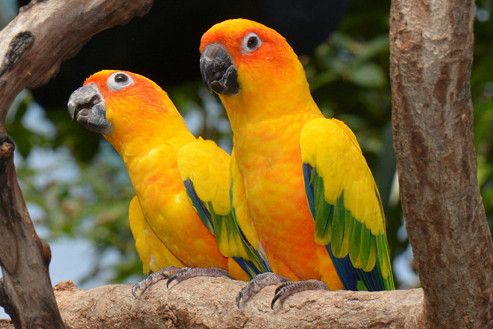 Lovely Sun Conure Parrot