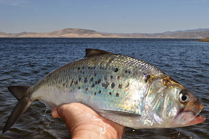 Shad - Fish That Made America Great