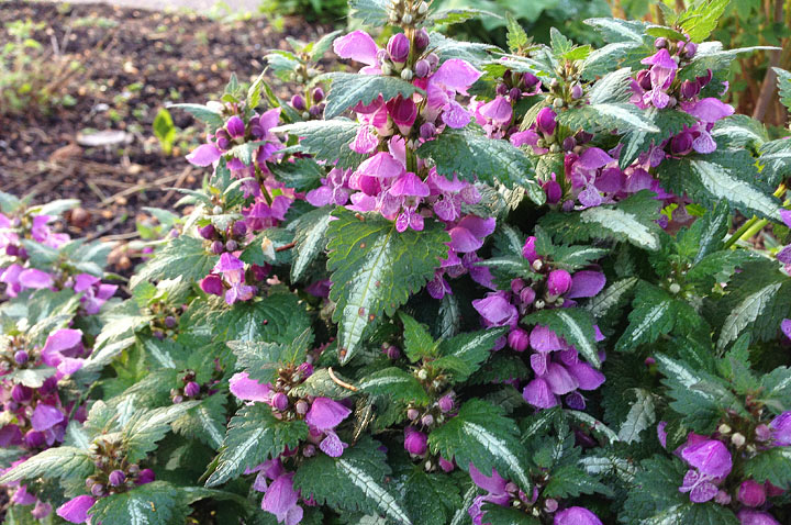 Dead Nettle - Growing Guide