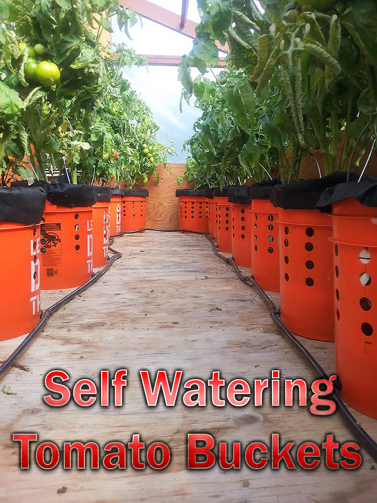 DIY - Self Watering Tomato Buckets