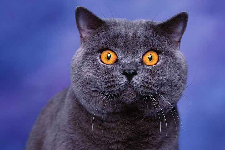 British Shorthair Cat - Breed Info