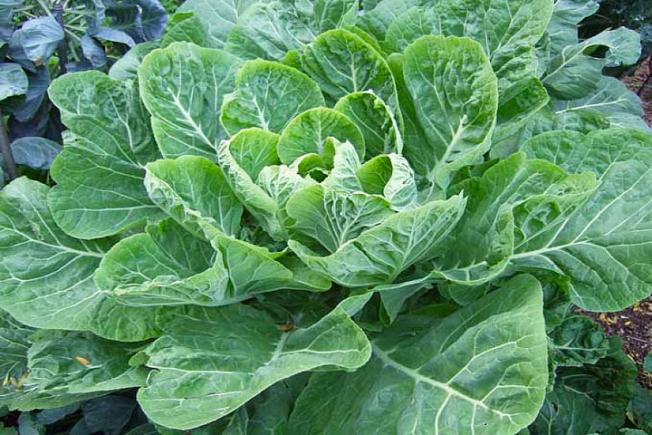 Collards - Growing Guide