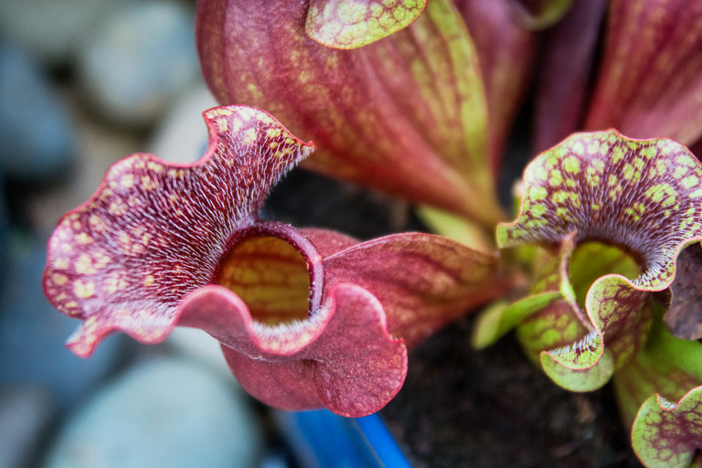 About Fascinating Carnivorous Plants
