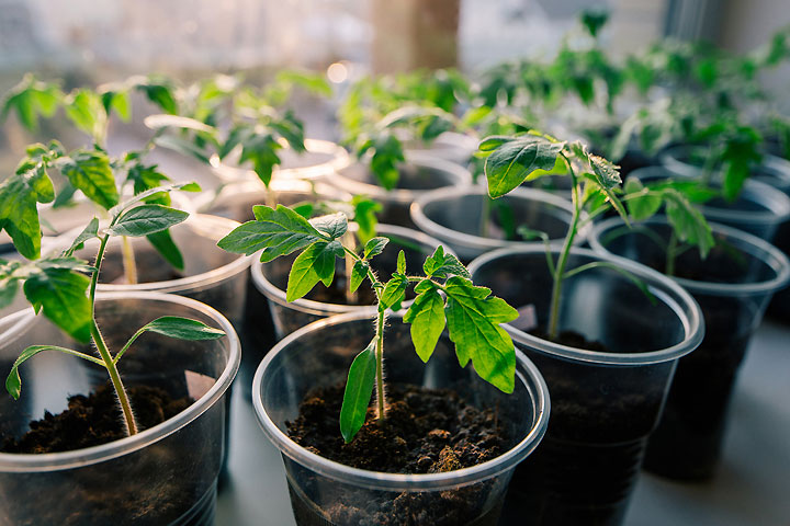 Common Indoor Seeding Mistakes